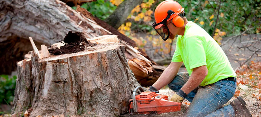 Tree Stump Removal